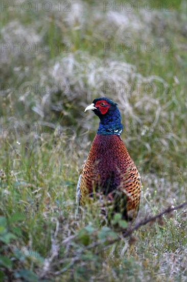 Pheasant