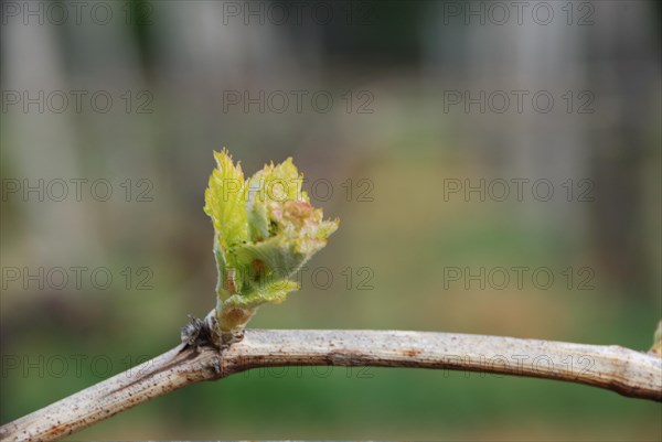 Vineyard in France