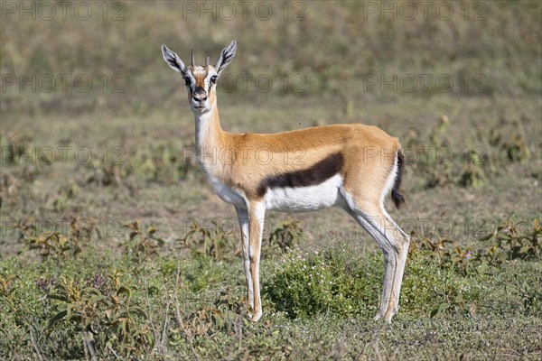 Serengeti thomsons gazelle