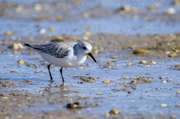 Sanderling