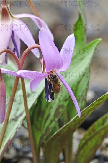 Dogs Fawn Lily