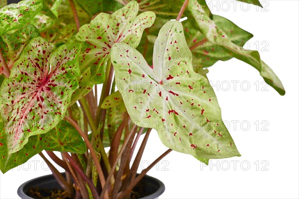 Leaf of exotic Caladium Miss Muffet houseplant with red dots