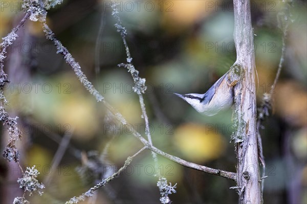 Northern eurasian nuthatch