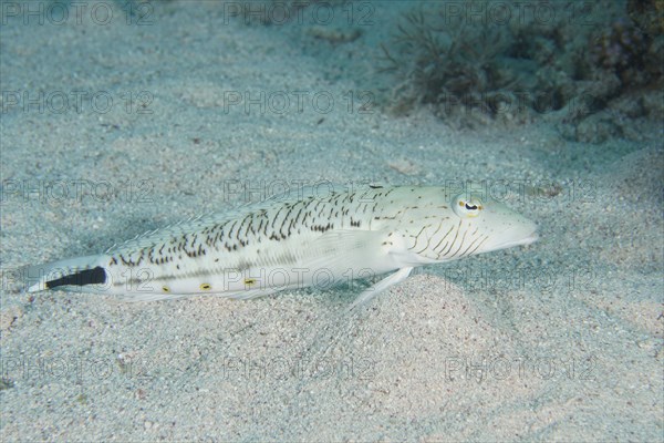 Speckled sandperch