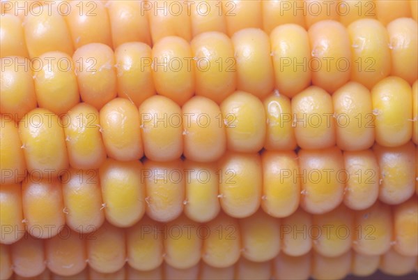 An ear of ripe corn
