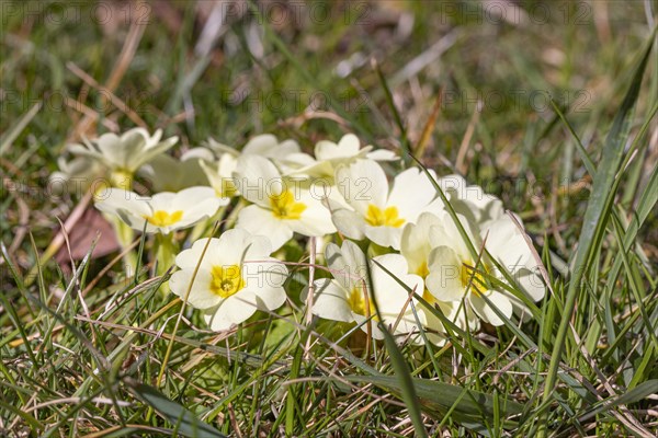 Yellow primroses