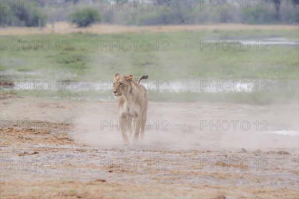 Lioness