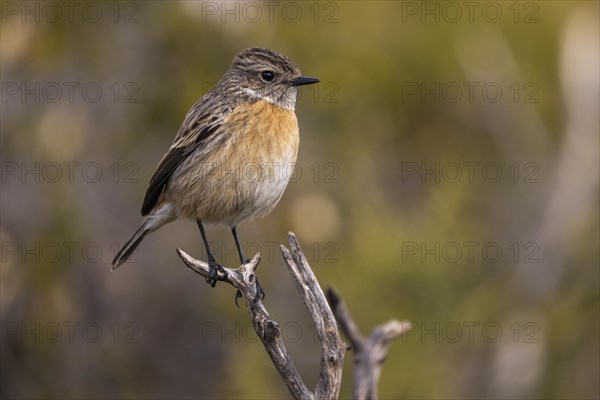 European stonechat