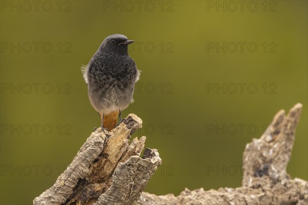 Black Redstart