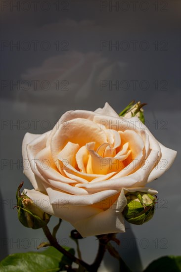 Beautiful colorful Rose Flower on garden background