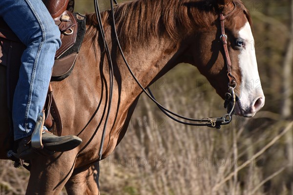 Close-up of the head and neck with headstall and reins of a western horse of the breed American Quarter Horse during training in the riding arena in late winter, chestnut coloured horse with large mark on the head and one blue eye, Rhineland-Palatinate, Germany, Europe