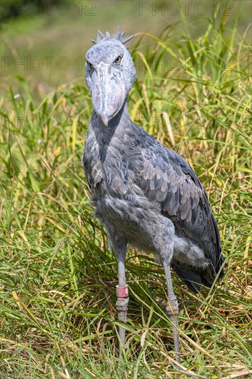 Shoebill