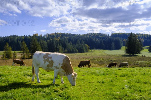 Cows near Lothdorf, Froschhausen, Upper Bavaria, Bavaria, Germany, Europe