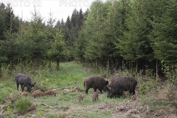 Wild boar