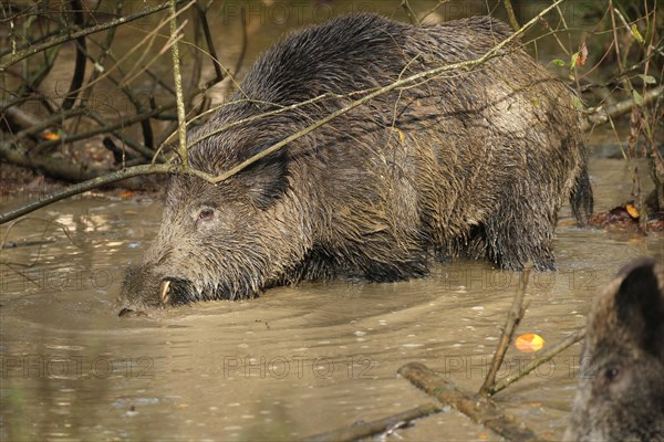 Wild boar