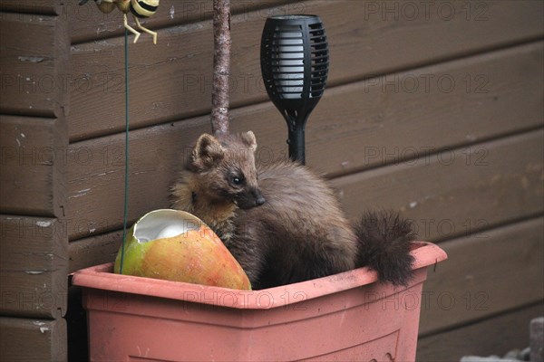 European pine marten