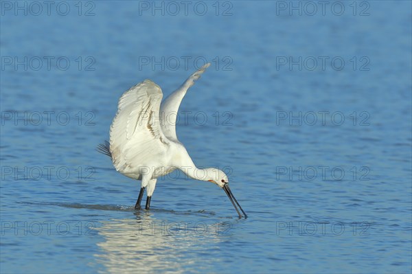 Eurasian spoonbill