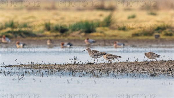 Eurasian Curlew