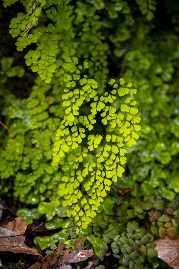 Maidenhair fern, Madeira, Portugal, Europe