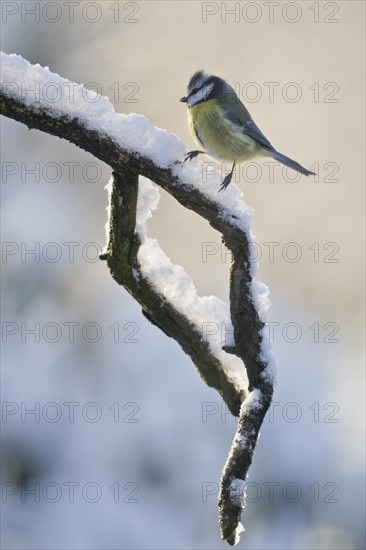 Blue Tit