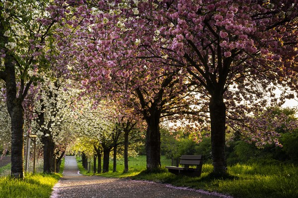 Landscape in spring, an avenue with blossoming cherry trees in pink and white at the golden hour in the evening. There is a bench at the edge of the path. Plankstadt, Baden-Wuerttemberg, Germany, Europe