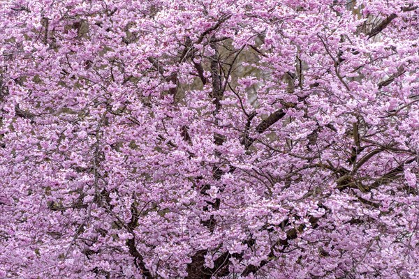 Flowering apple tree