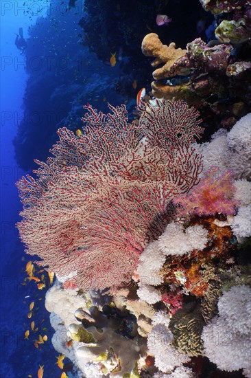 Gorgonian, red knot coral