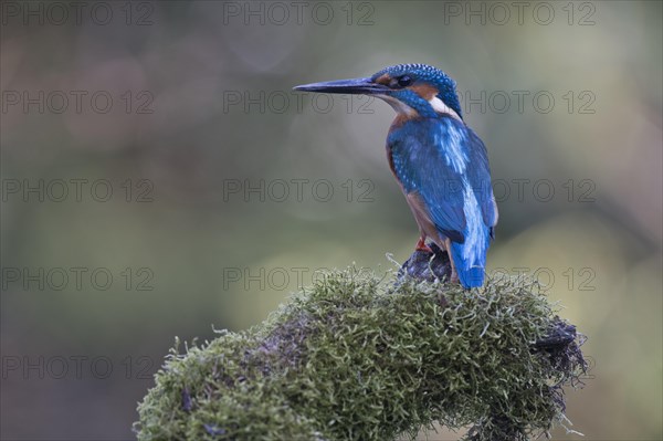 Common kingfisher