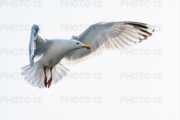 European Herring Gull