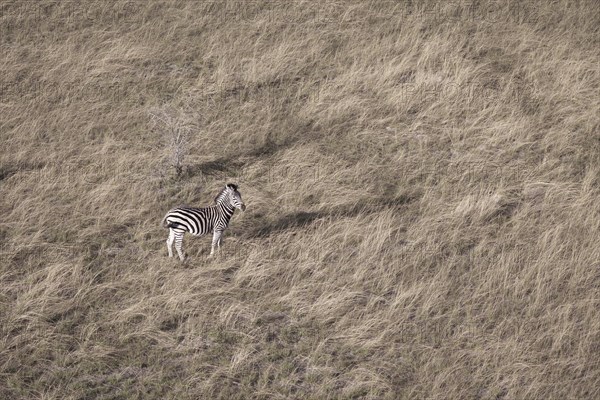 Zebra stands in dry grassland cautious looking for predators. Okavango Delta, Botswana, Africa