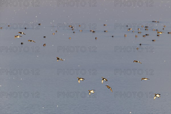 Eurasian wigeon