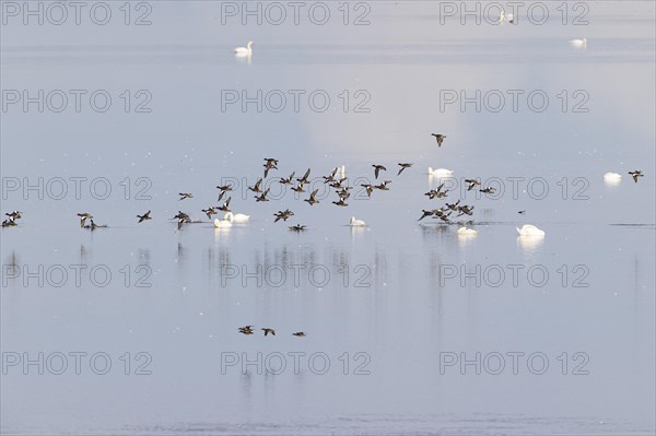 Eurasian wigeon