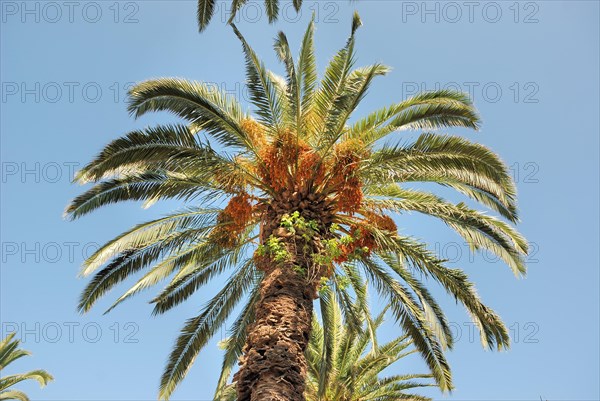 Date palm