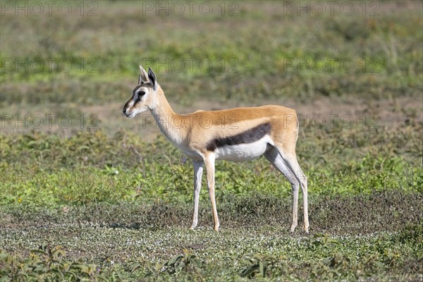 Serengeti thomsons gazelle