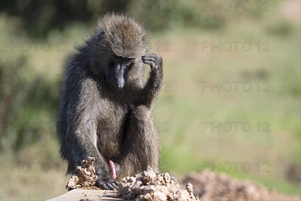 Olive baboon