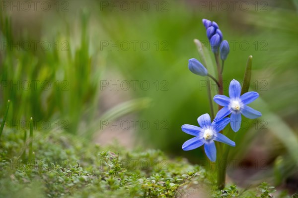 Common star hyacinth