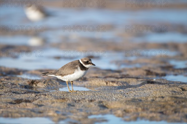 Ringed Plover