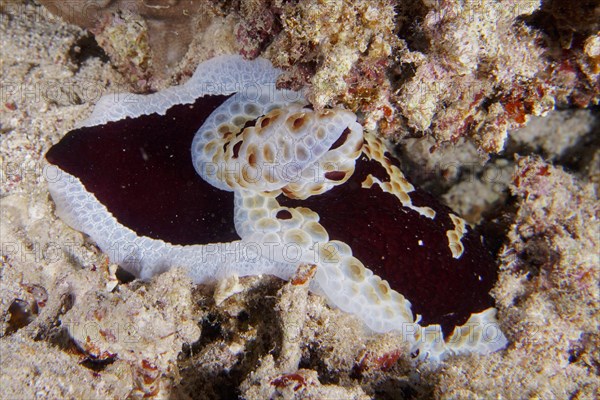 Large sofa cushion snail