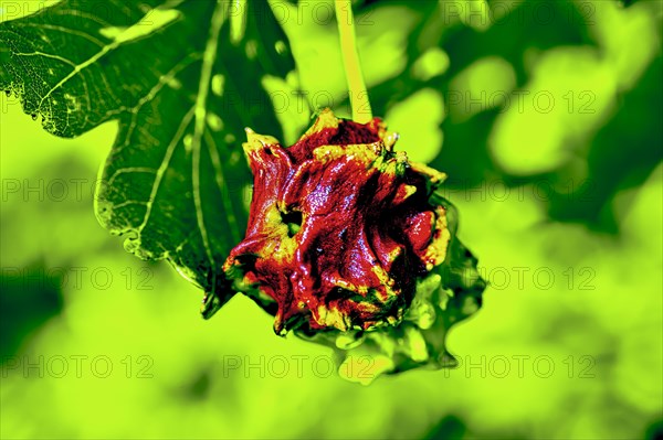 Red knobber gall of the knobber gall wasp