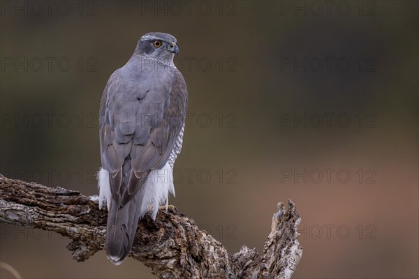 Northern goshawk