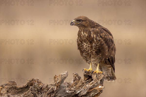 Steppe buzzard