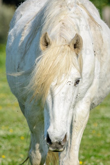 Camargue horse in a pasture in the Camargue National Park. Provence-Alpes-Cote dAzur, France, Europe