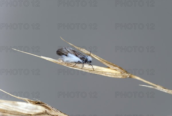 Winged imago of the woolly beech aphid
