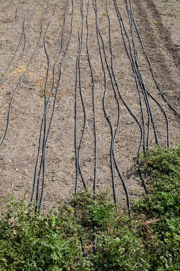 Irrigation system using sprinklers in a cultivated field for Watering