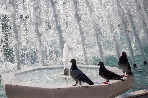 City pigeons by the side of water at a fountain
