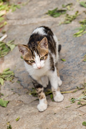 Stray cat seen in the street of the city