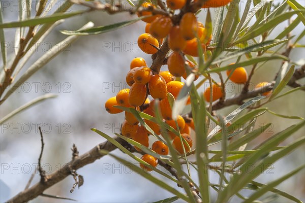 Common sea-buckthorn