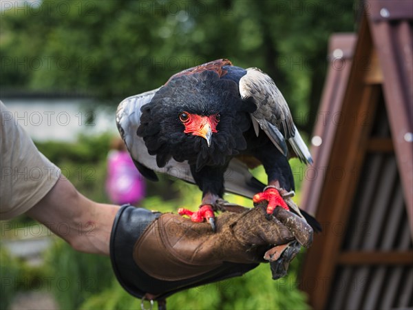 Bateleur