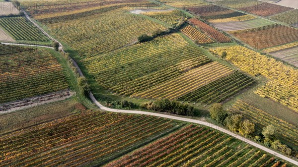 Autumn landscape with vineyard, aerial view, Weinviertel, Hadres, Lower Austria, Austria, Europe