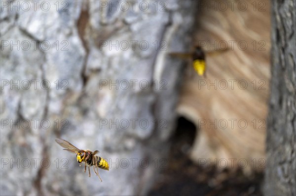 European hornet